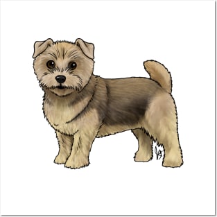 Dog - Norfolk Terrier - Grizzle Posters and Art